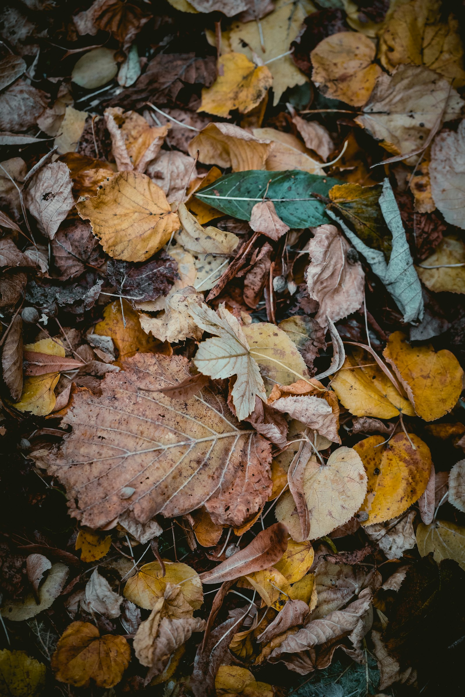 Canon EOS 6D Mark II + Canon EF 100mm F2.8L Macro IS USM sample photo. Withered leaves photography