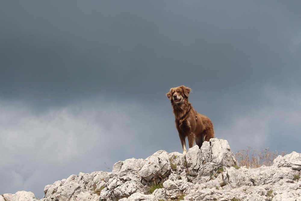 brown short-coated dog