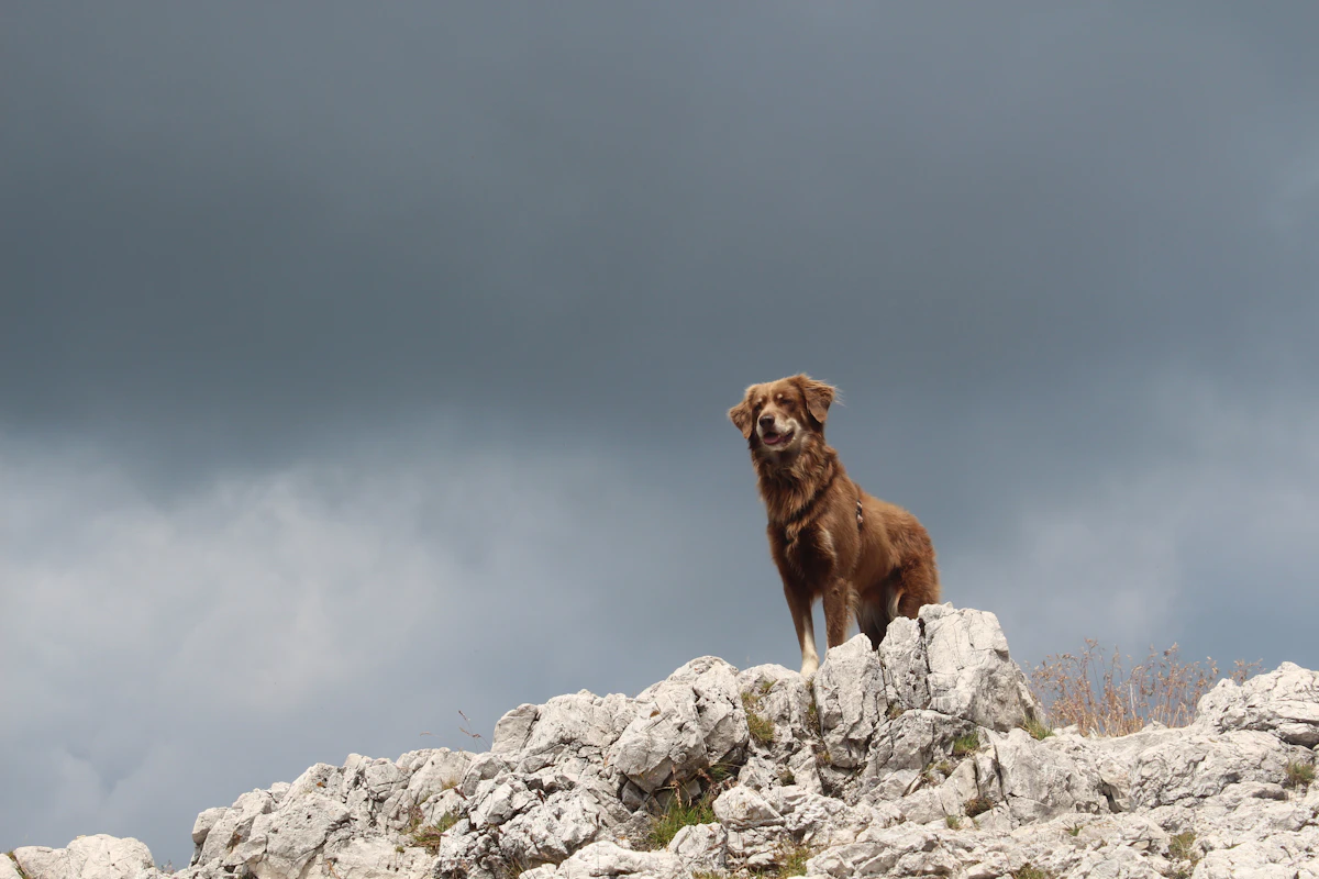 brown short-coated dog