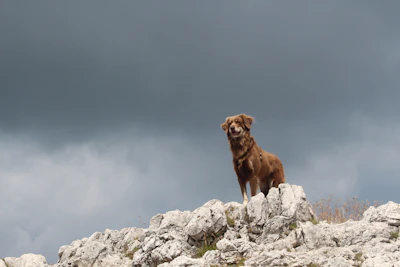 brown short-coated dog