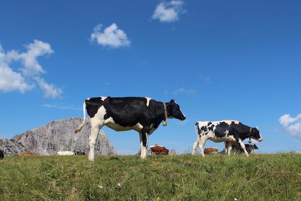 cattle in green field under blue and white skies during daytime