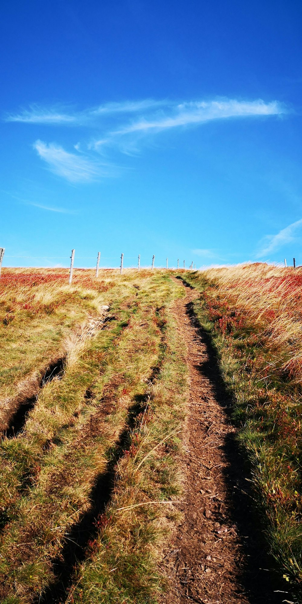 road with grasses at daytime