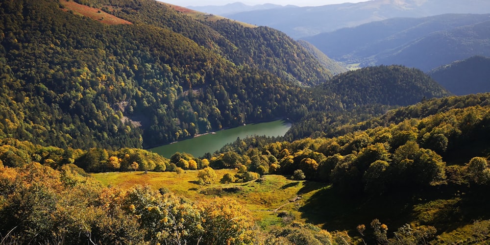 alberi verdi e campo d'erba