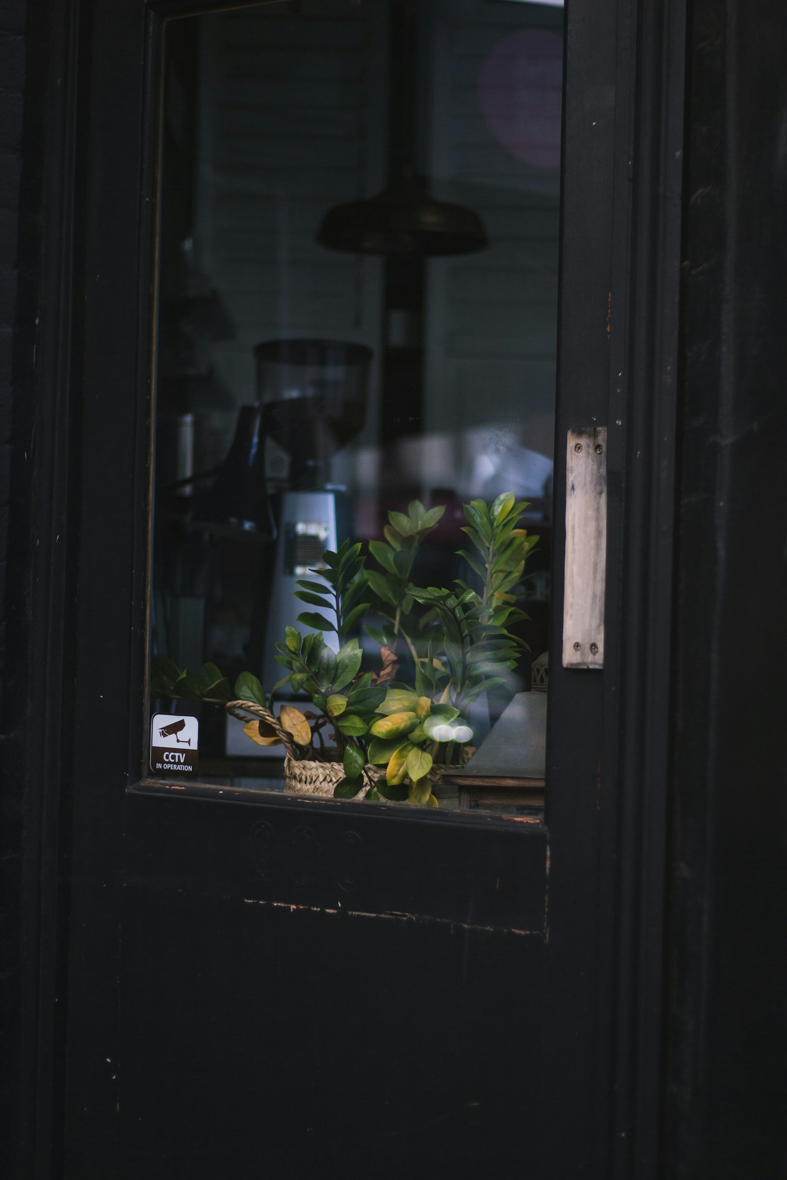 Canon EOS-1D Mark II + Canon EF 50mm F1.8 II sample photo. Plants in pot behind photography