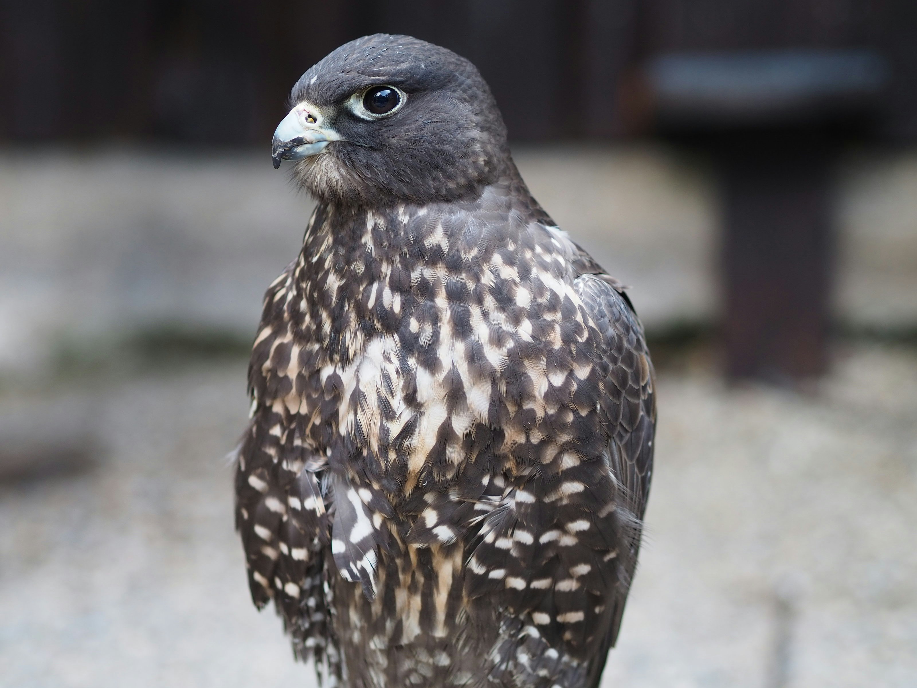 Photo by henryrussellzfac023