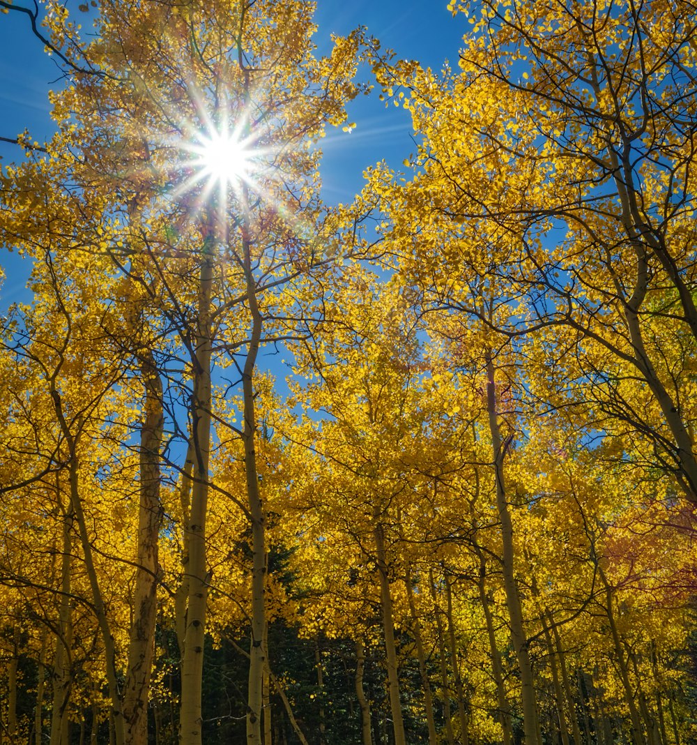 yellow and green trees scenery