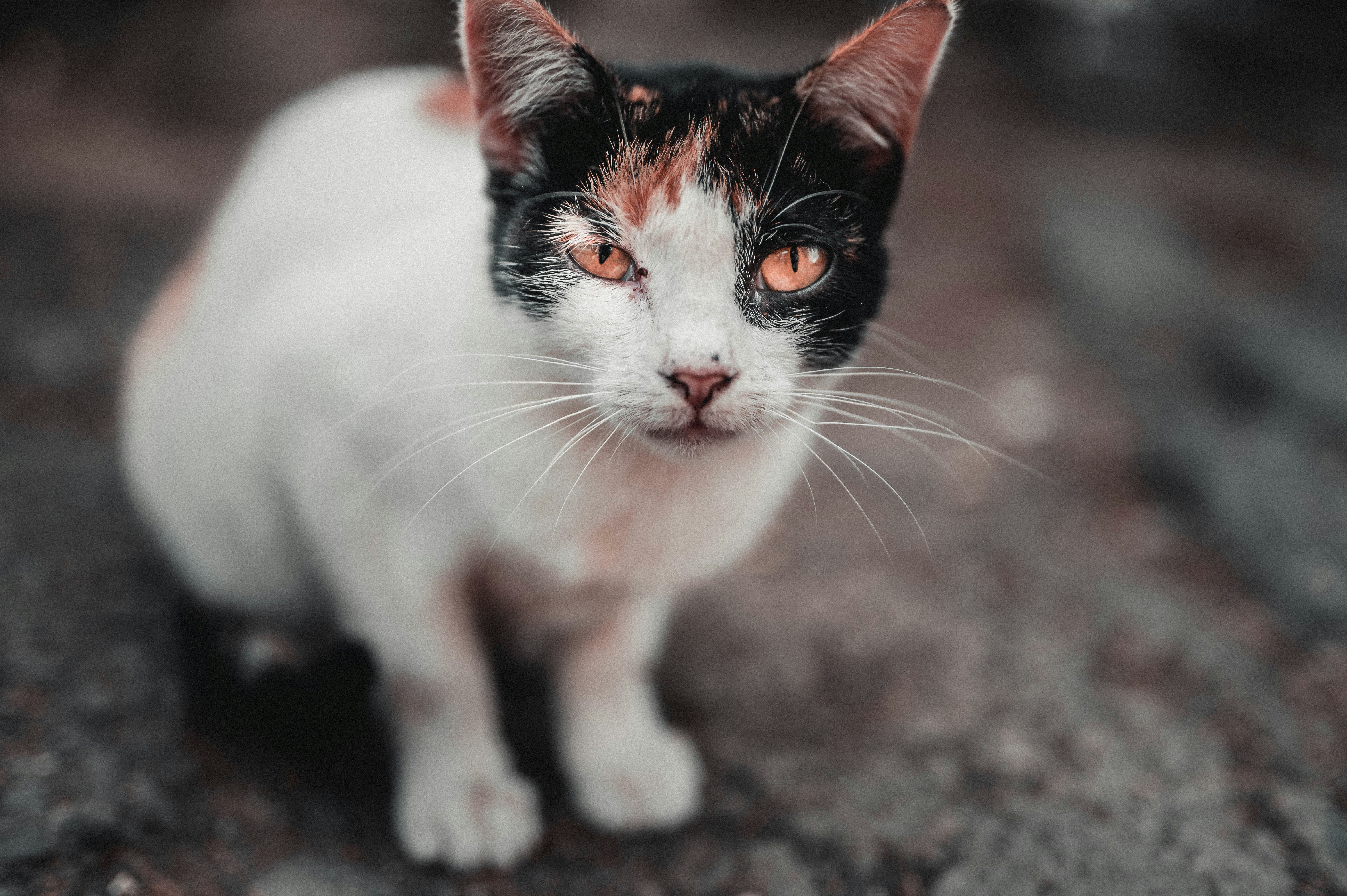 Photo by hannesknplng