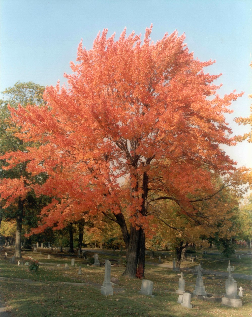 orange-leaved tree