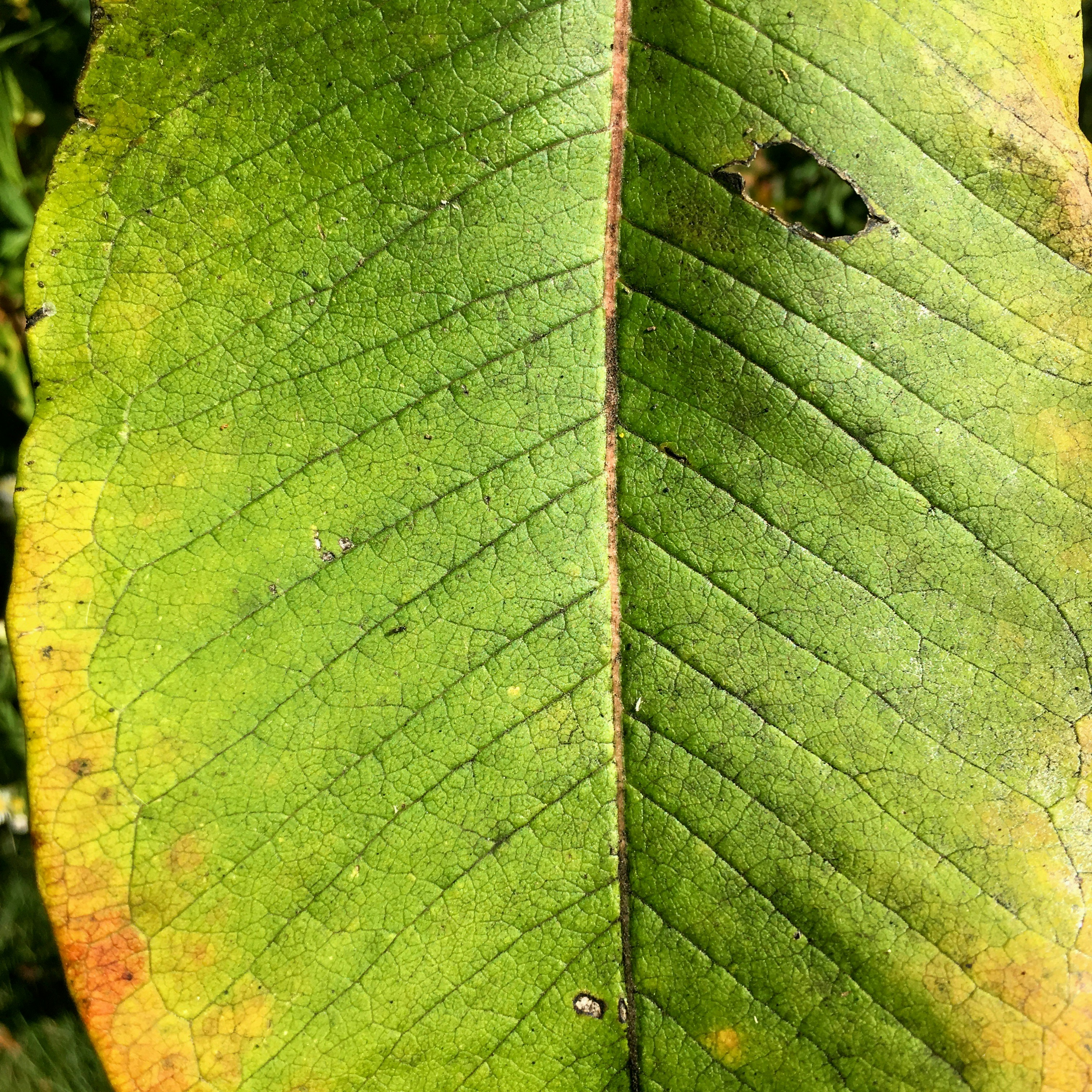 green leaf
