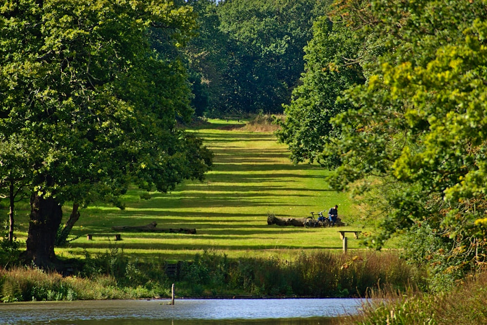 green trees and grass field