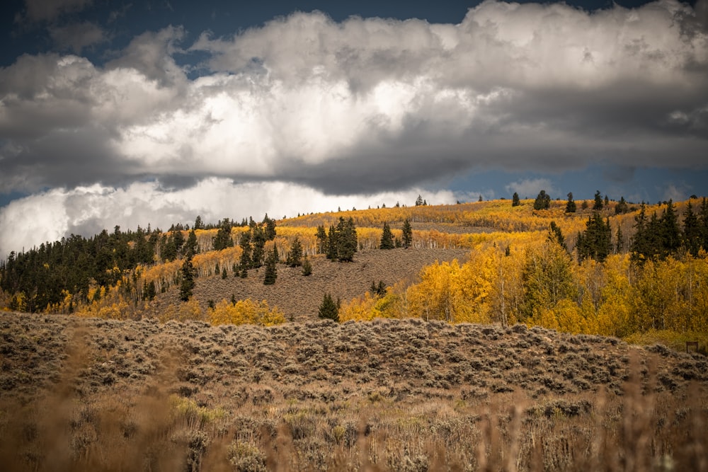 arbres à feuilles vertes