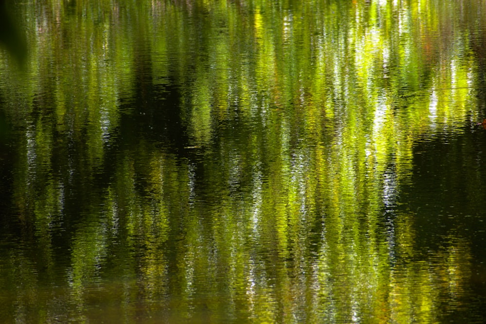 a body of water filled with lots of green trees