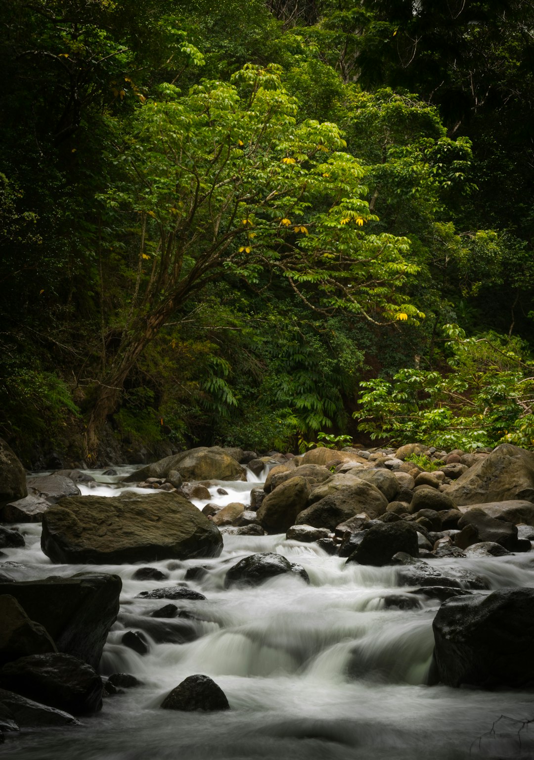 river between trees