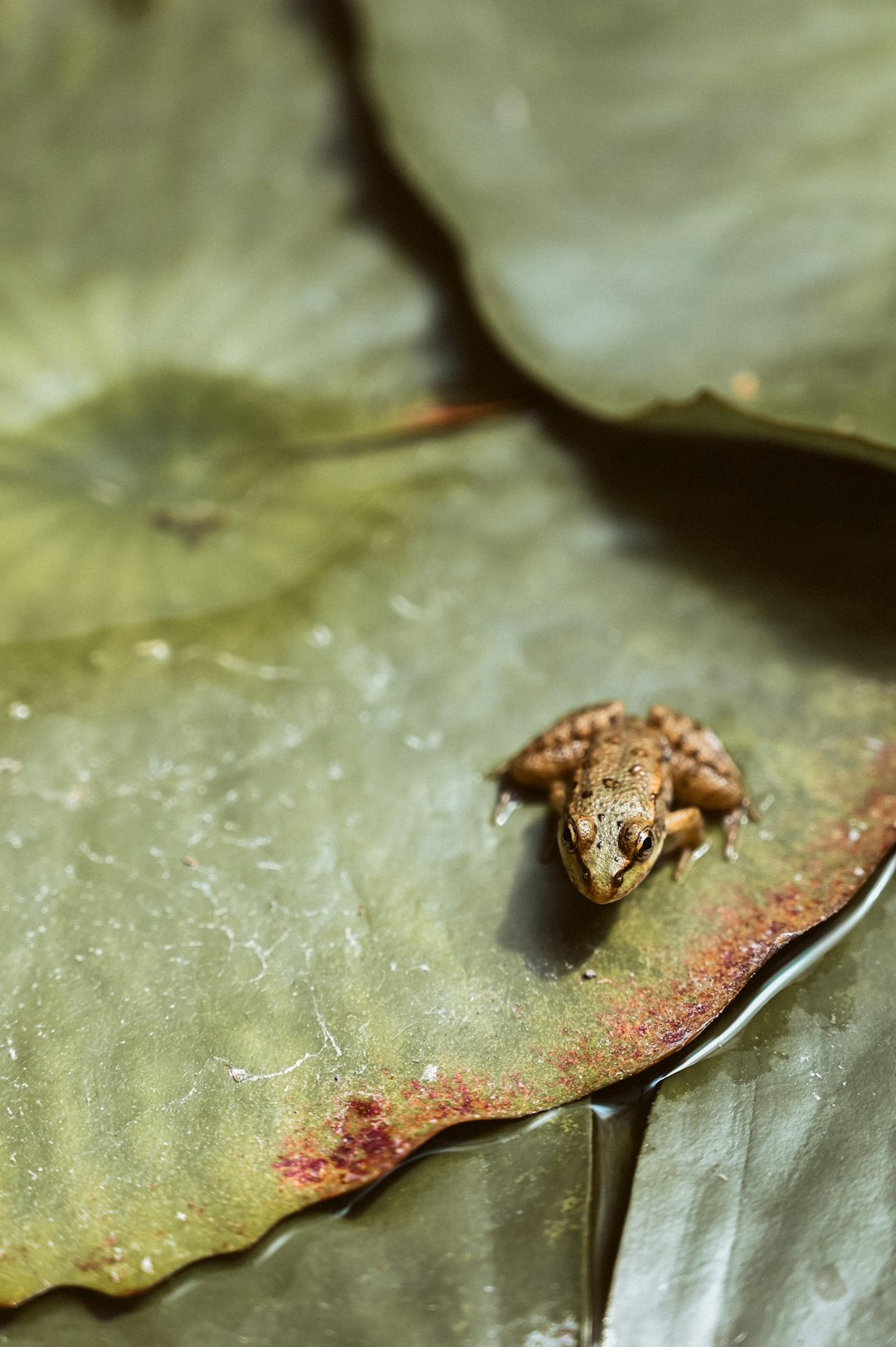 small brown fog on leaf