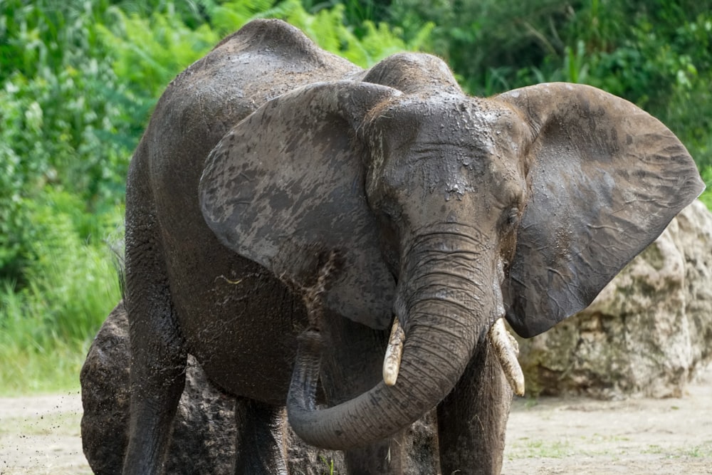 elephant in river