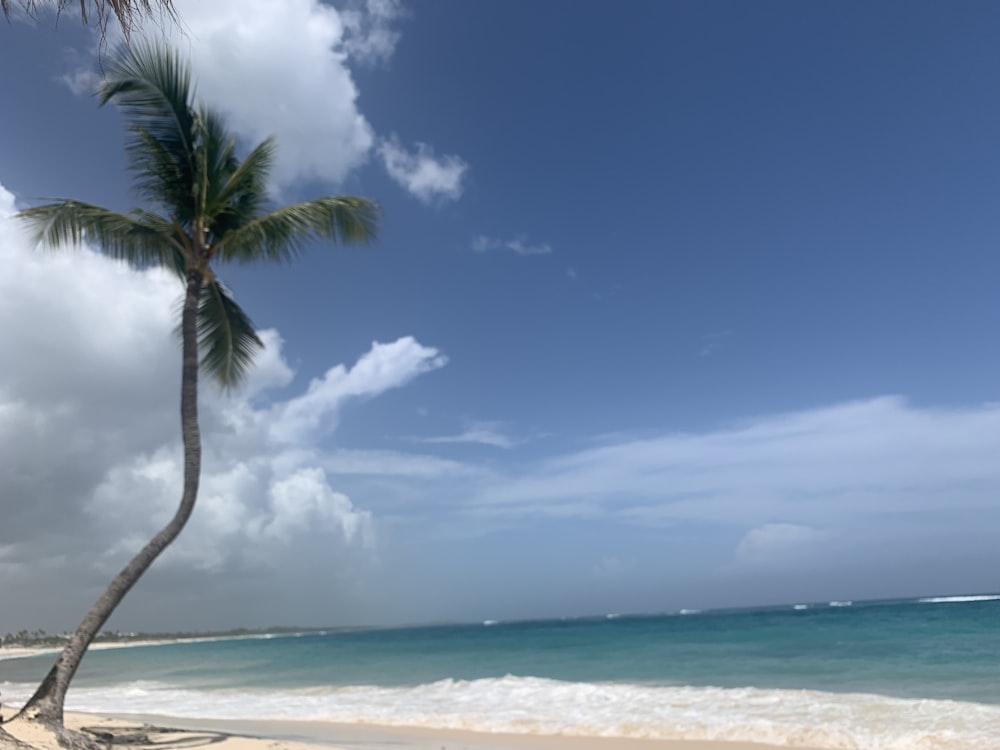 coconut tree beside sea during daytime