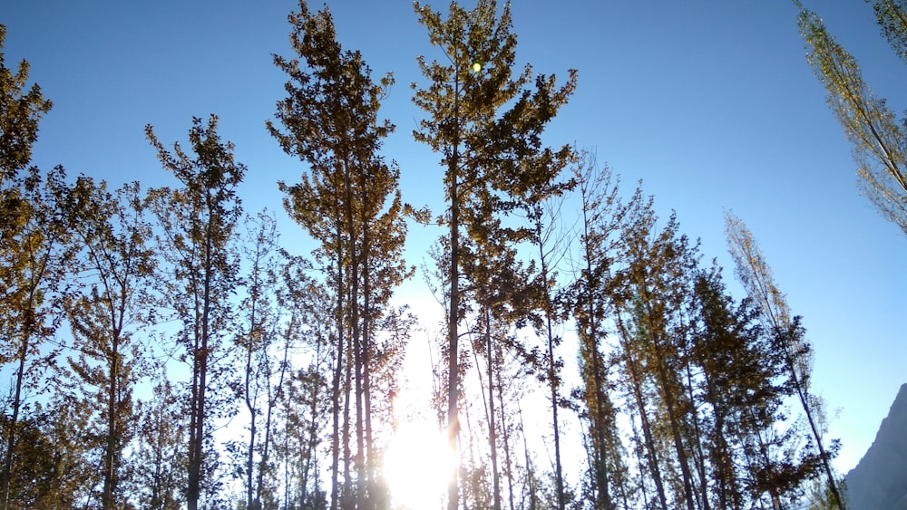 trees in forest