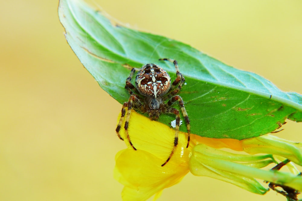 brown spider on green leaf macro photography