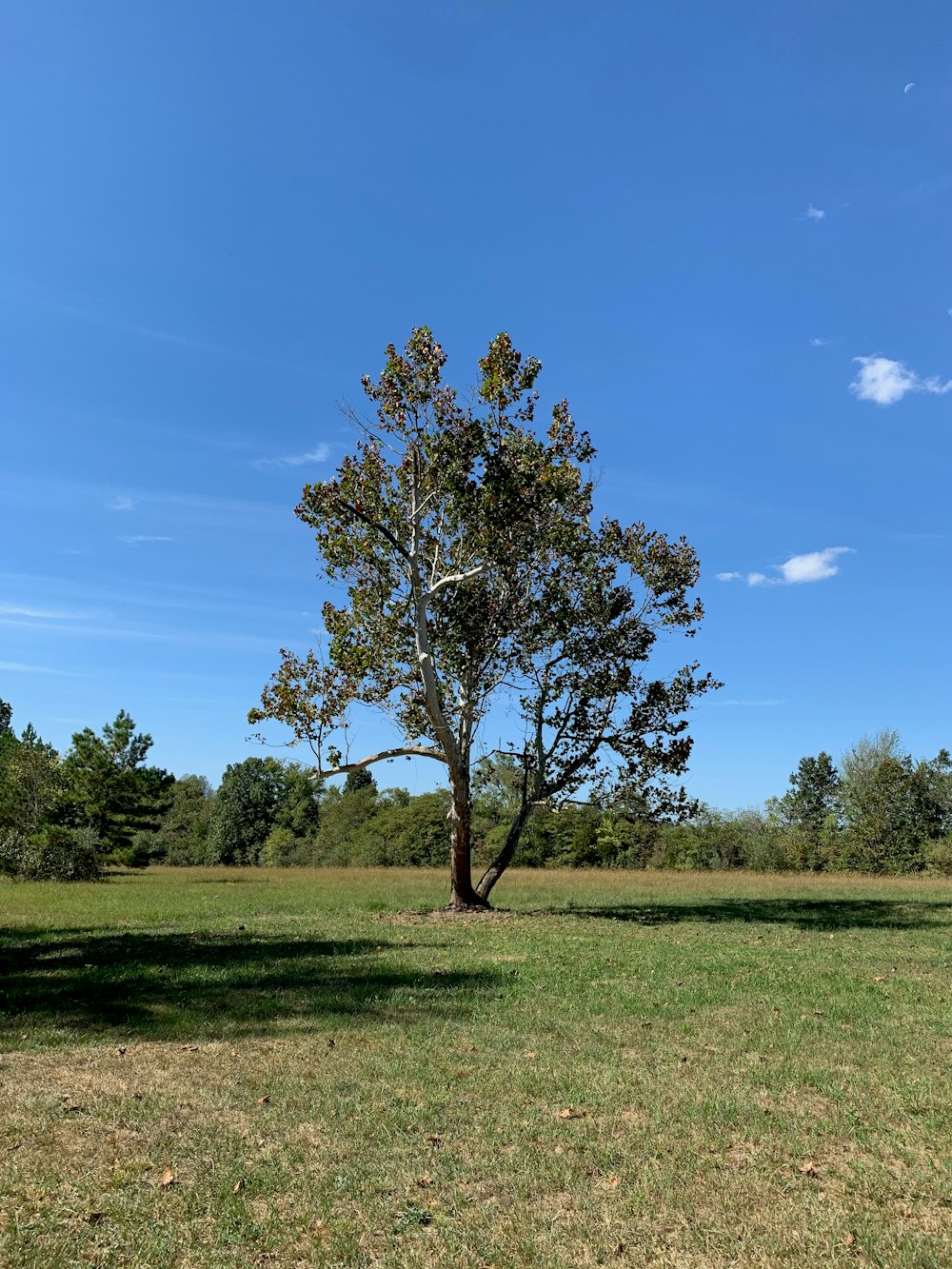 green leaf tree surrounded by grass during daytime