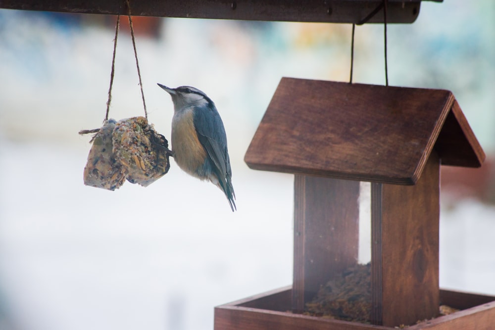 bluebird on hanging ornament