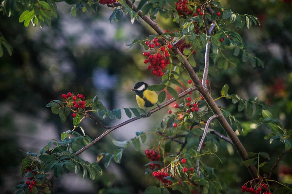 yellow and black bird on tree branch