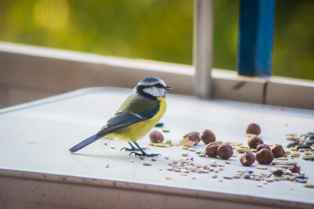 gray and yellow bird on wooden surface