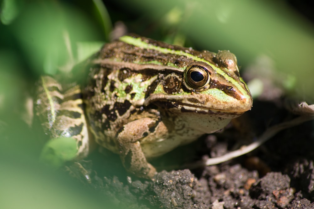 green and brown frog on dirt