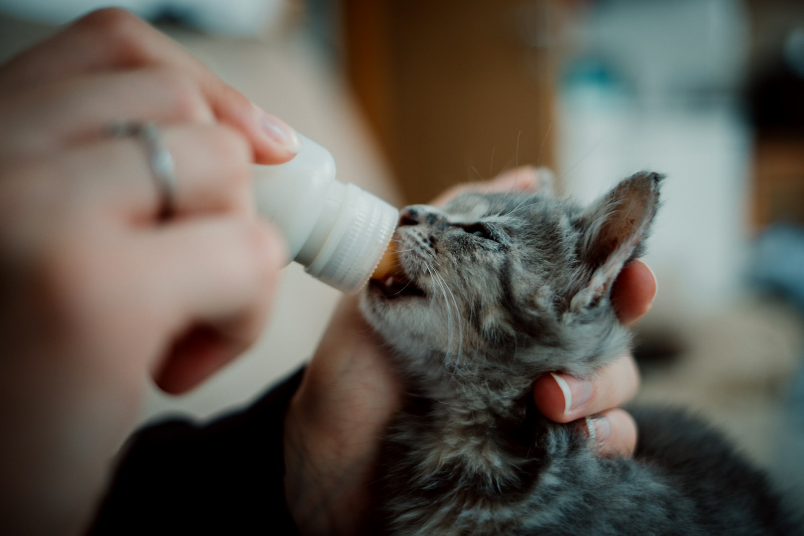 Canon EOS R + Canon EF 35mm F2 IS USM sample photo. Person feeding the kitten photography