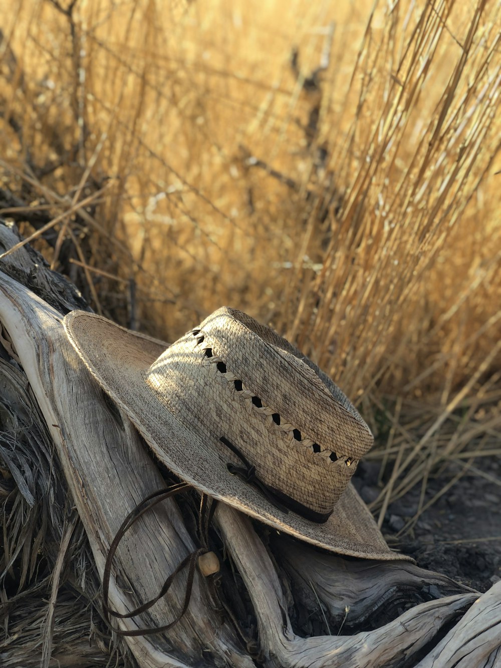 brown hat on log