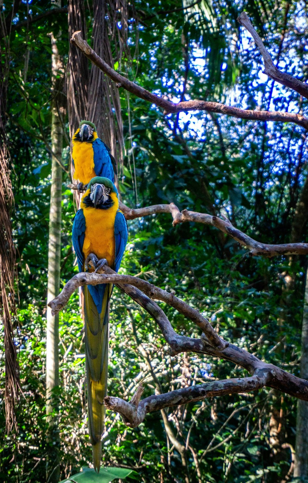 yellow and blue parrot on brown branch