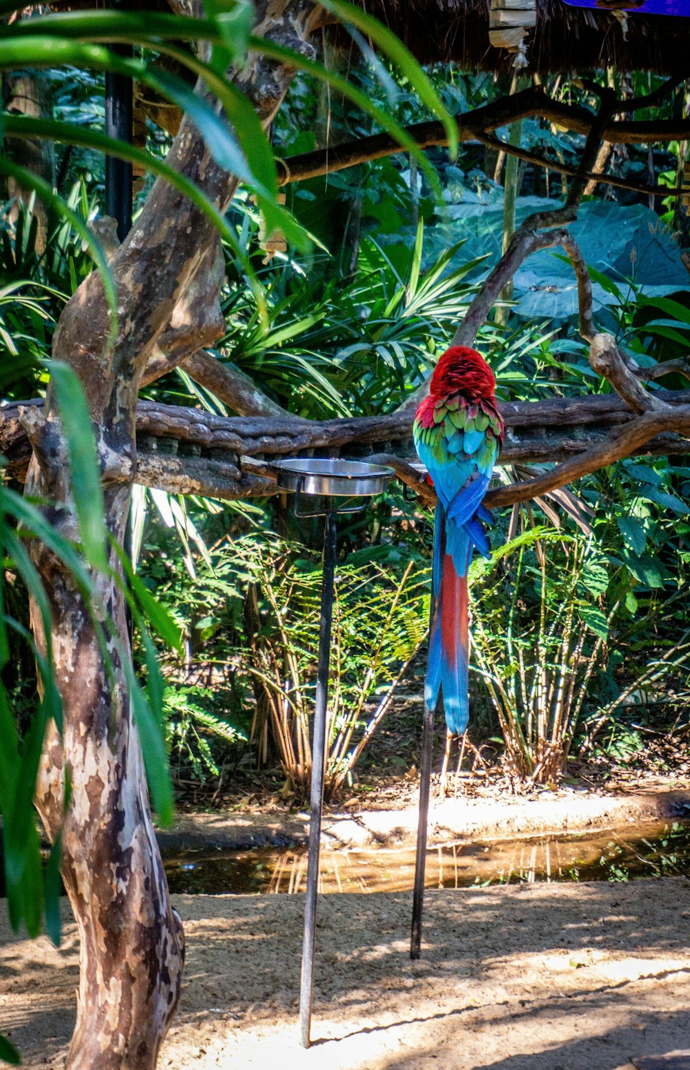 red and blue parrot