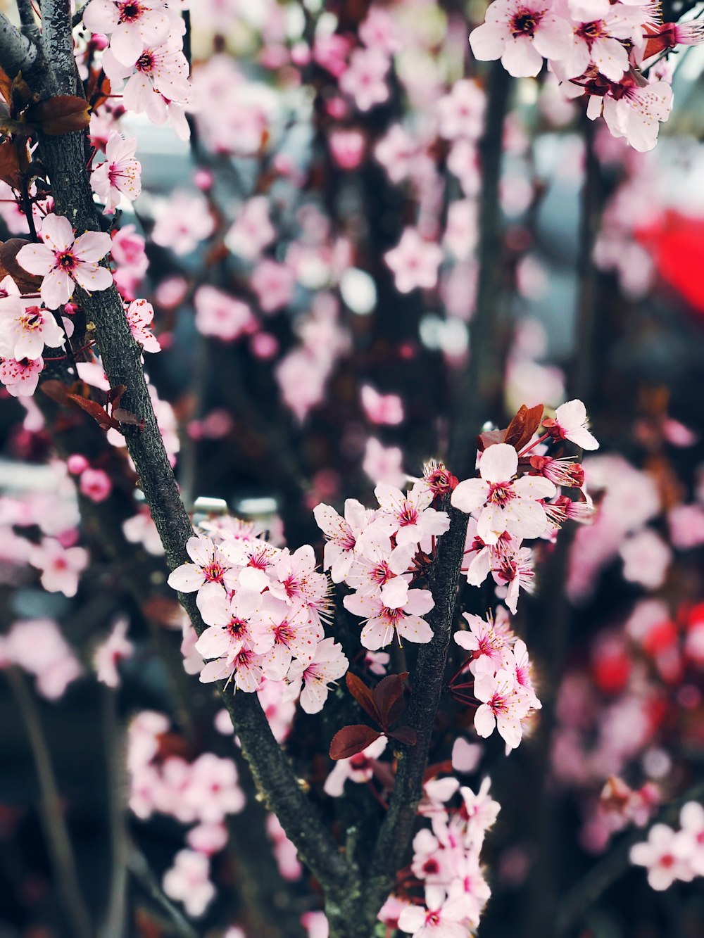 selective focus photography of pink flower