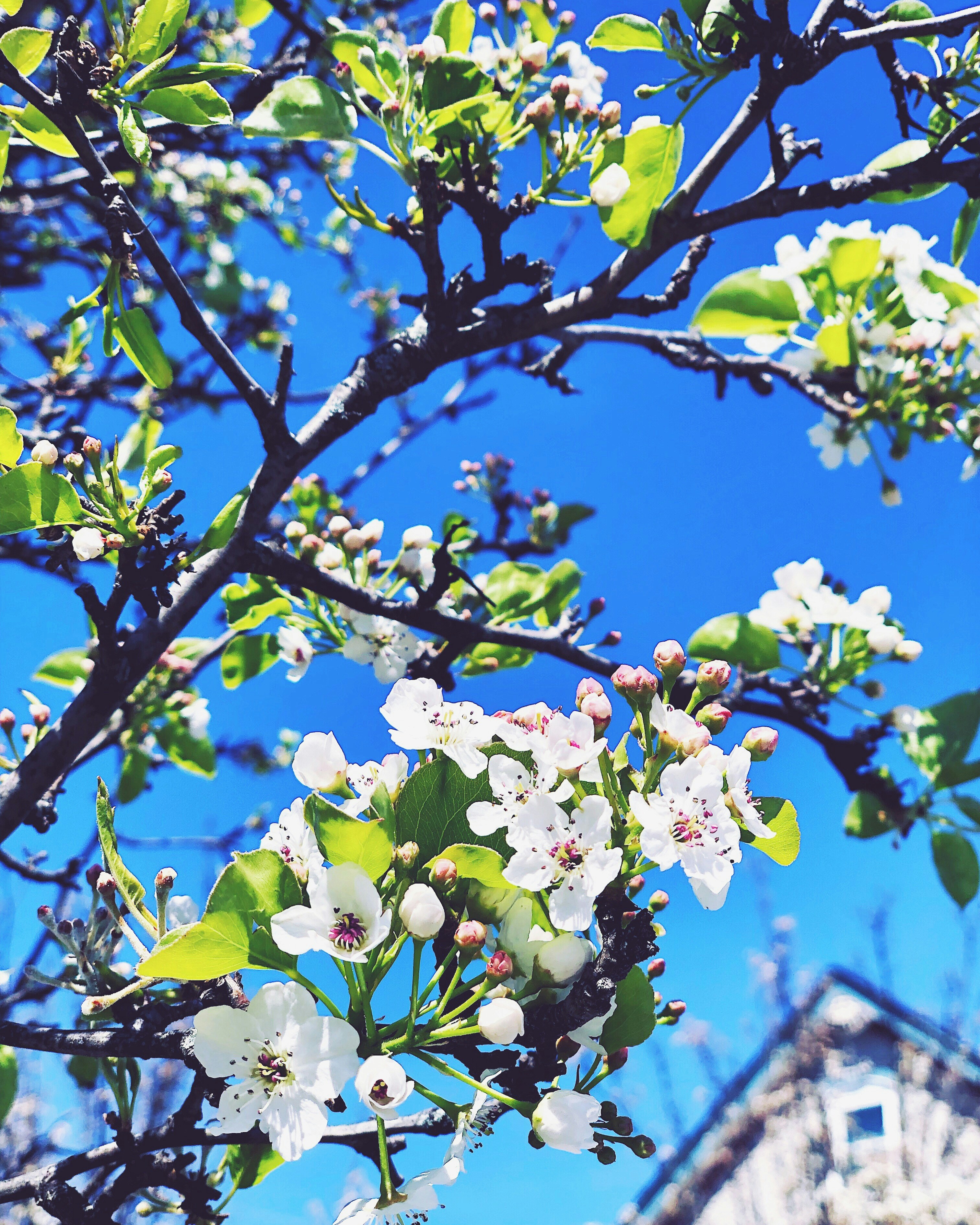 white-petaled flowers