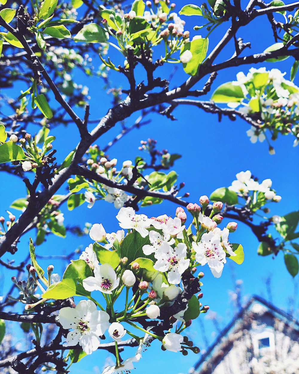 white-petaled flowers