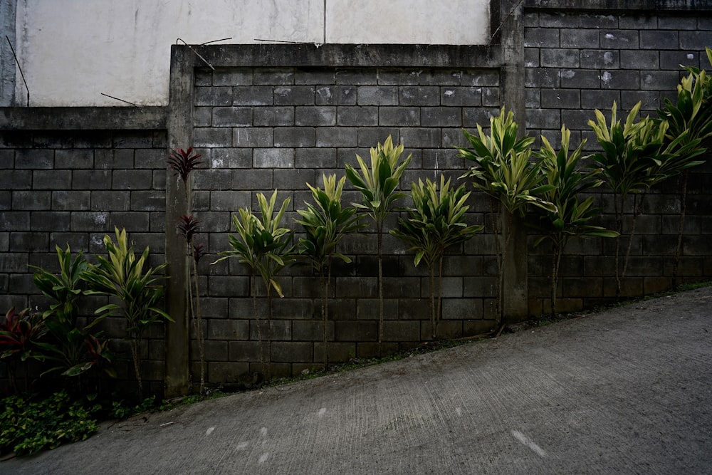 plants beside concrete wall