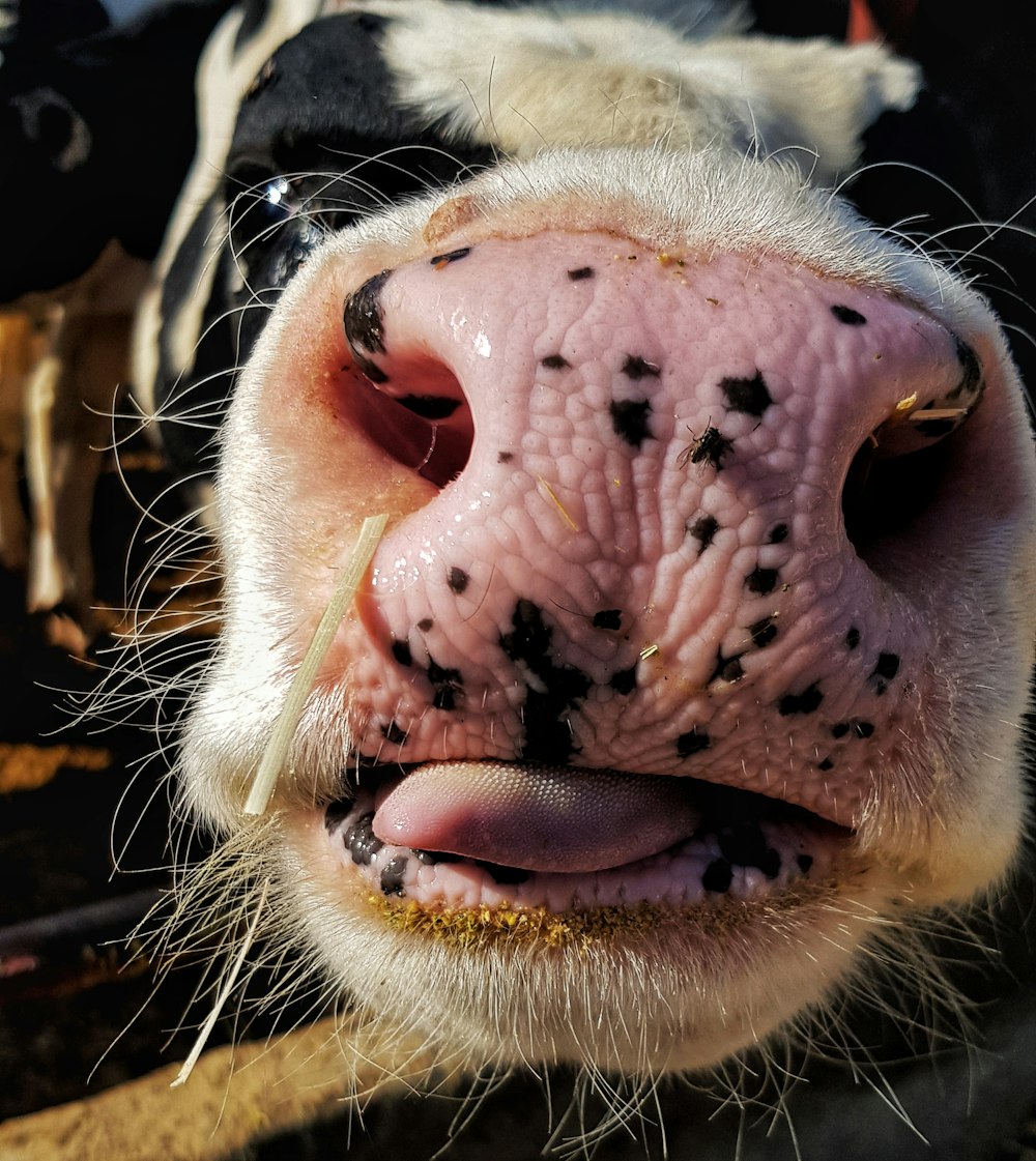 black and white cow nose