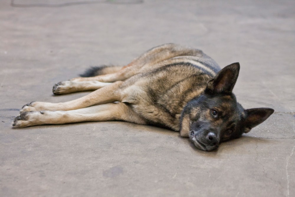 German shepherd dog lies on pavement