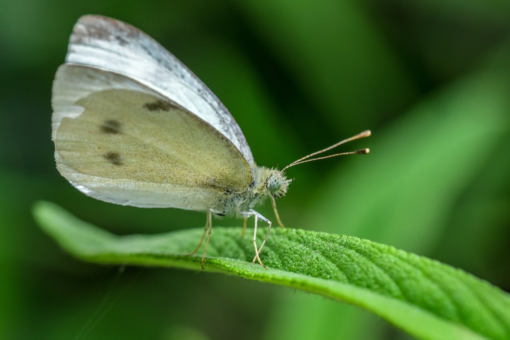 gray and white butterfly macro photography
