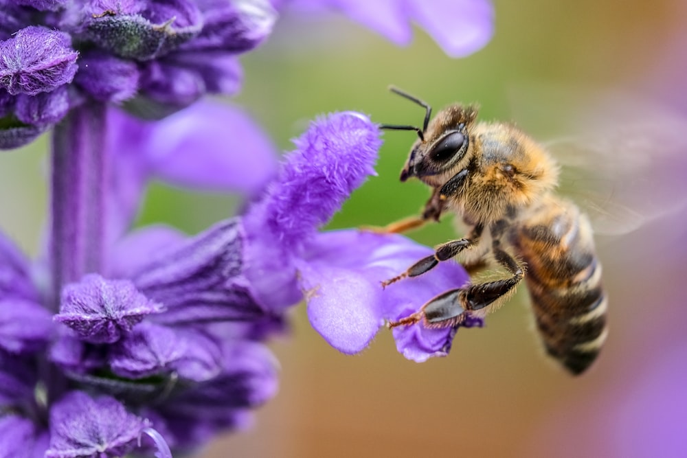 black and yellow bee on purple flower macro photography