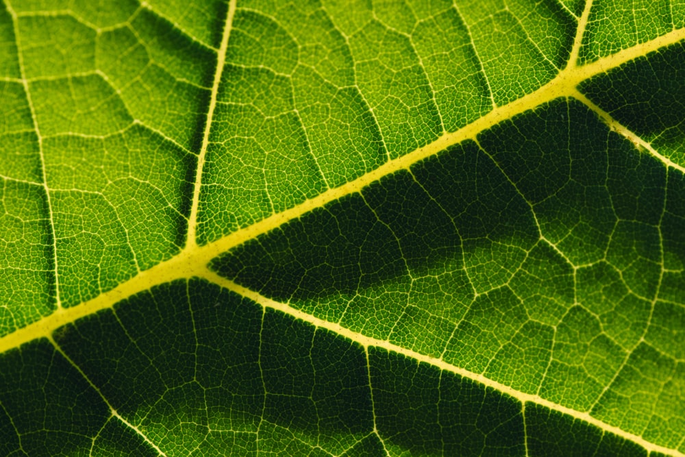 Macrophotographie de feuilles vertes