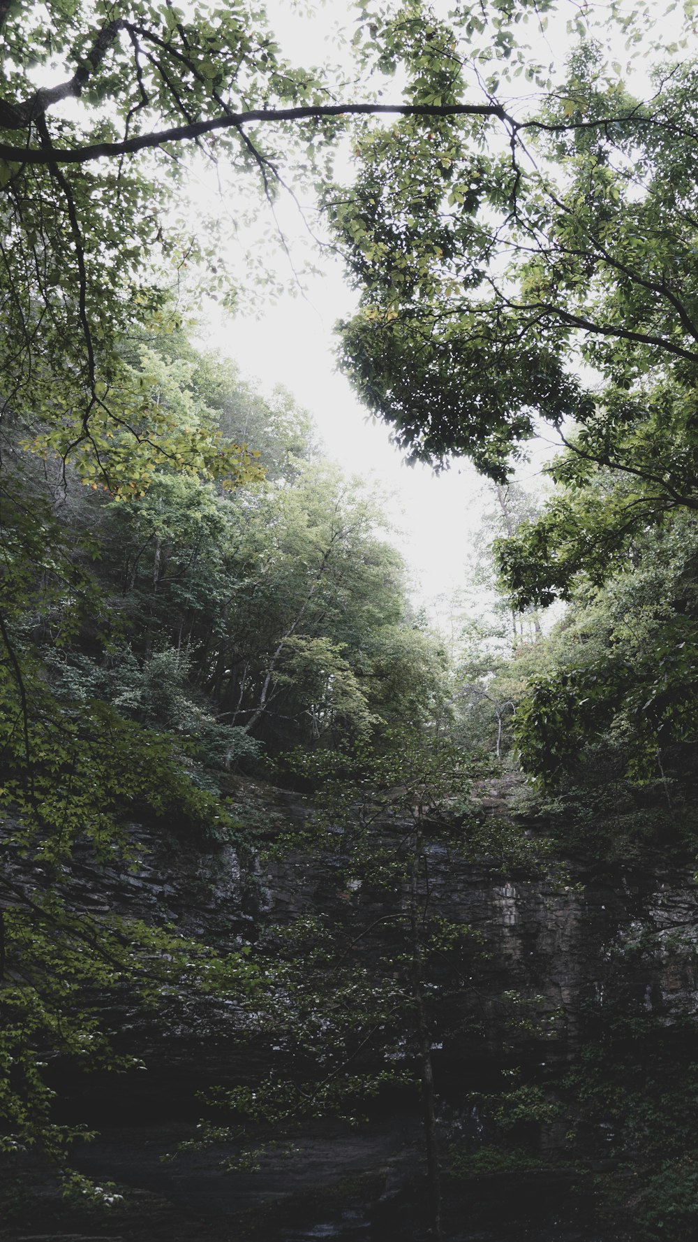 trees during day