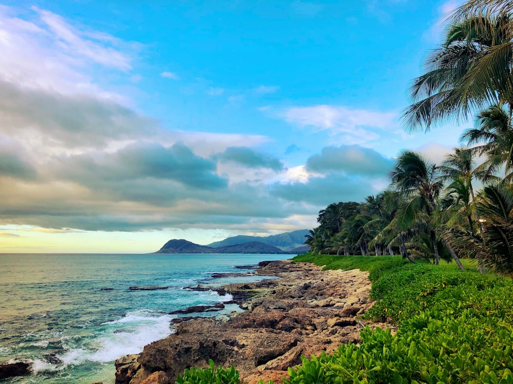 seashore during daytime