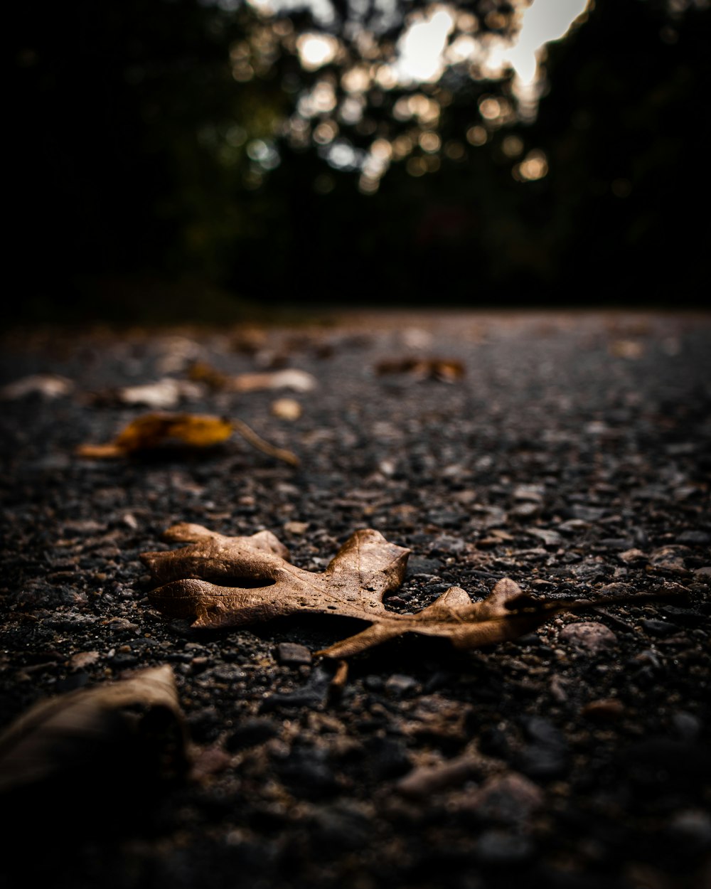 brown leaf on grey ground