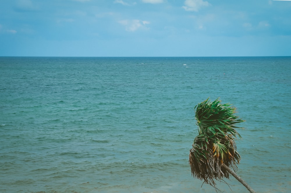 tree leaning above sea during day