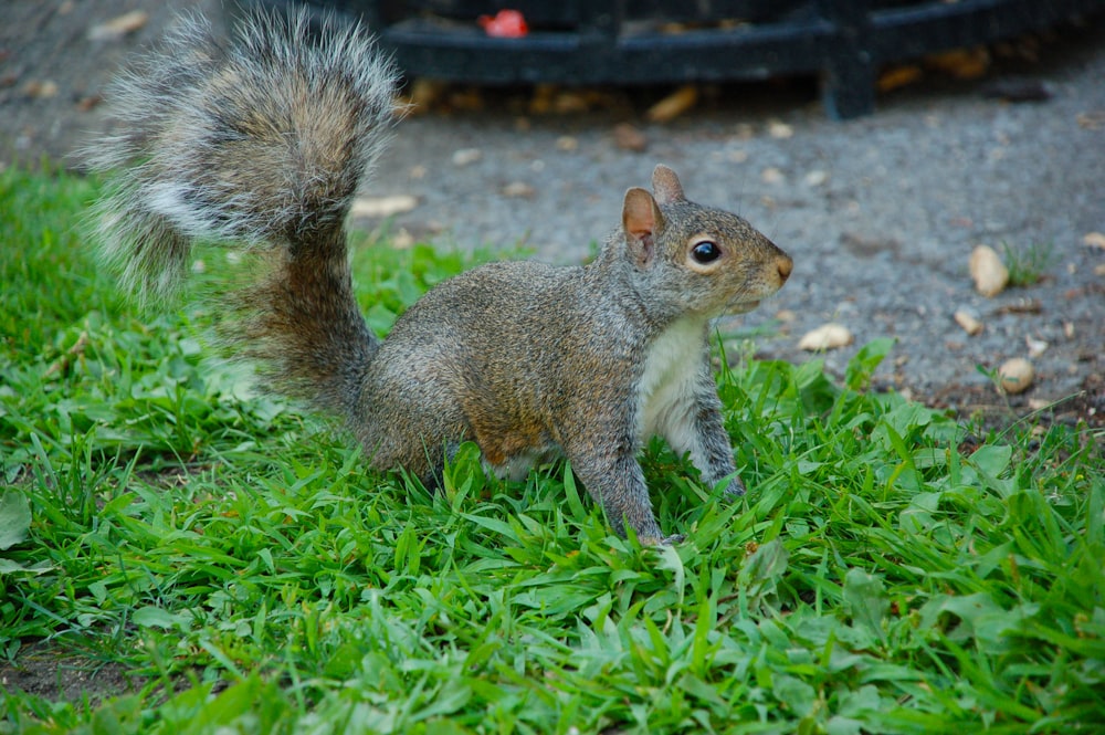 gray animal on grass