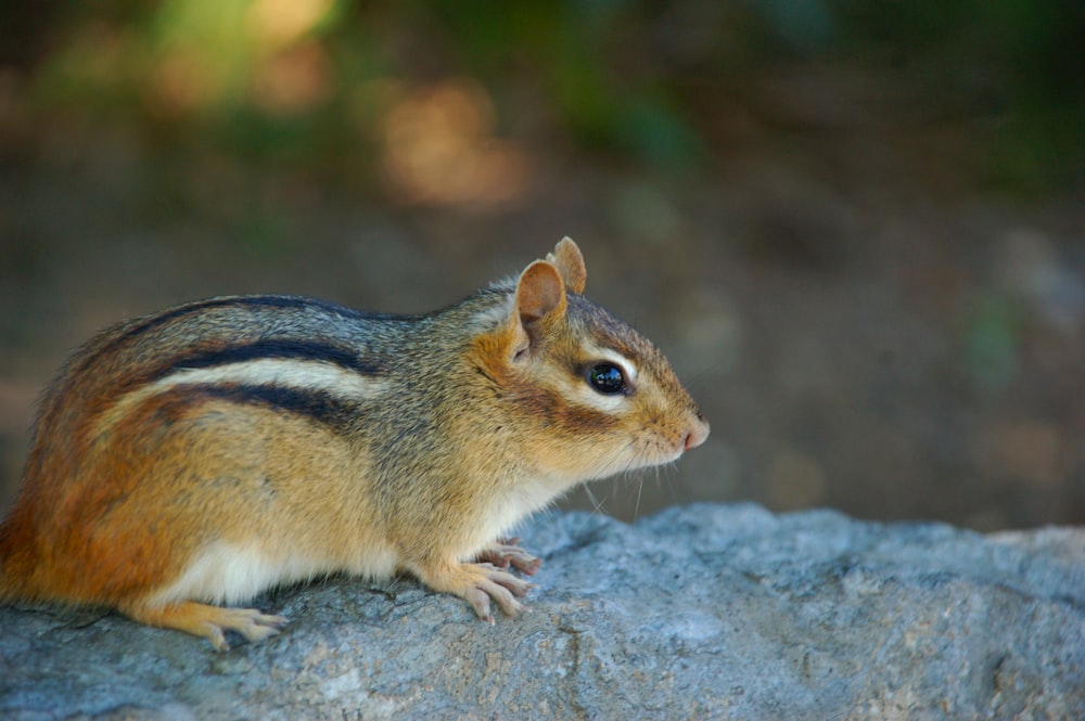 brown and black squirrel