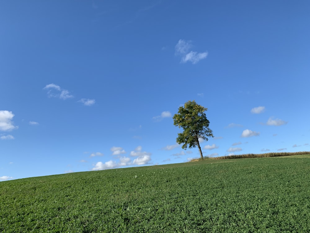 green leafed tree and grass field