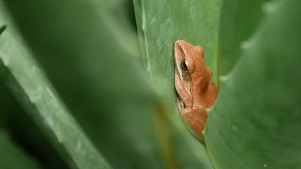 brown frog on leaf