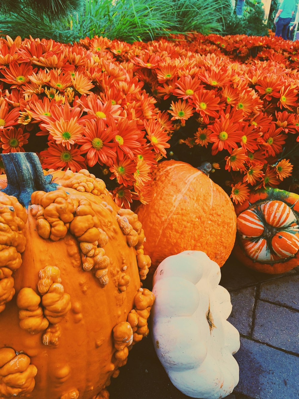 pile of orange flowers and pumpkins