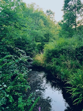 Lush green foliage surrounds a tranquil, narrow creek with still waters reflecting the vibrant greenery and sky. Dense trees and shrubs densely populate the area, creating a peaceful, natural habitat.